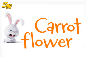 Font chữ hoạt, trẻ em hình vui nhộn SVN-Carrotflower